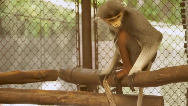 Red-shanked Douc Langur (Pygathrix nemaeus) sitting in cage. Bangkok, Thailand.
