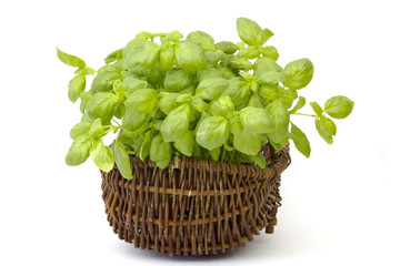 fresh basil in a basket