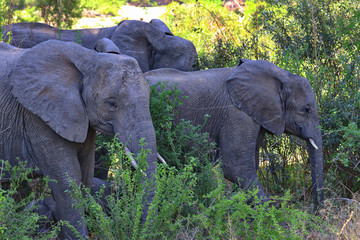 South Africa