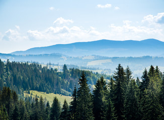 Beautiful trees in the mountains. morning mist against the background of coniferous trees. Summer season