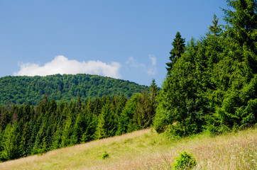 Fototapeta na wymiar Beautiful trees in the mountains. Green grass and hot sun. Summer season
