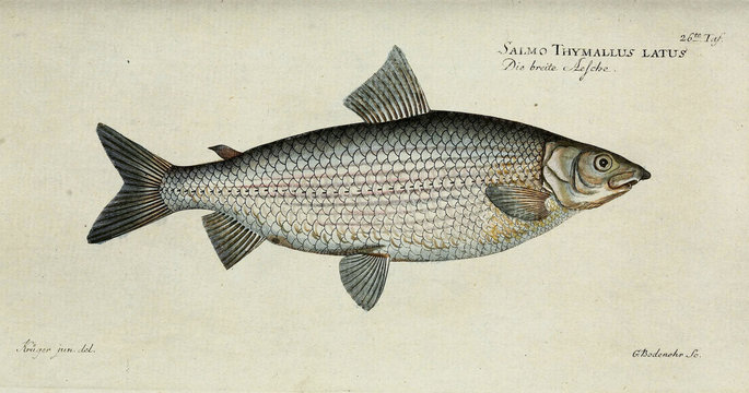 Illustration of a fish.