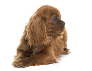 puppy cavalier king charles