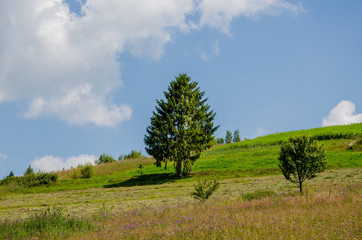 Beautiful trees in the mountains. Green grass and hot sun. Summer season