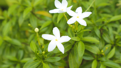 white star flower