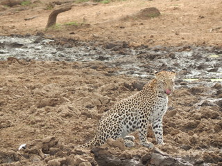 South African wildlife
