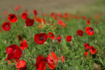 Mohnblumenfeld am Laacher See im Herbst