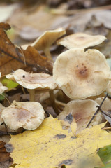 Pholiota lubrica mushrooms
