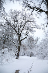 Snow-covered old oaks