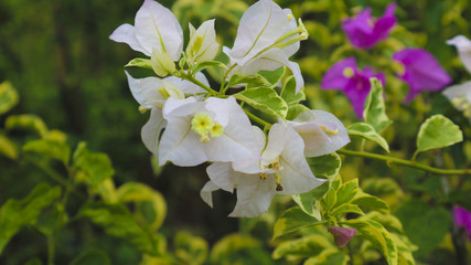 white paper flower plant