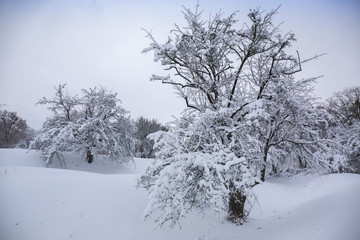 Snow-covered tree on a hill