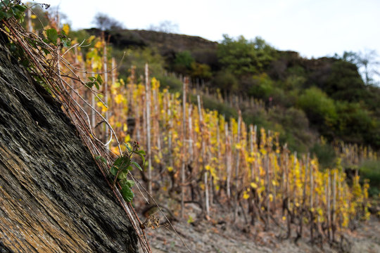 Schiefer und Weinreben auf dem Rotweinwanderweg im Ahrtal