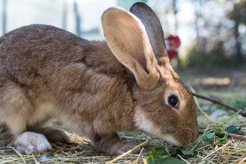 brown rabbit eating fresh grass and hay in a biological breeding with chickens in the background