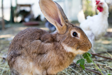 brown rabbit eating fresh grass and hay in a biological breeding with chickens in the background