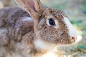 Fototapeta premium brown rabbit eating fresh grass and hay in a biological breeding with chickens in the background. Rabbit ears on show