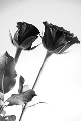 black and white image of two roses