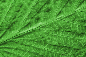 texture of a green leaf macro