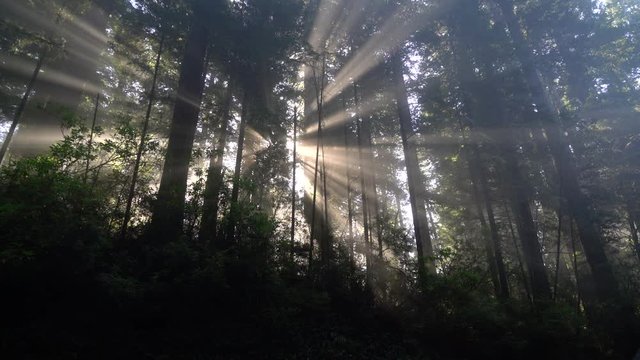 Morning Mist in the Redwoods