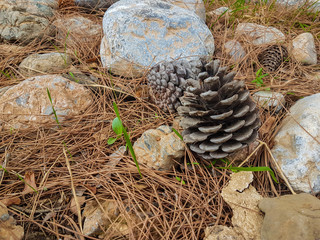 pine cones and stones on dry pine leaves