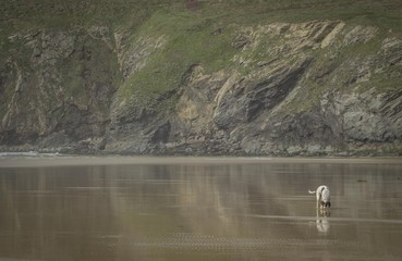 A dog playing on a beach with the cliffs in the background and a reflection on the wet sand