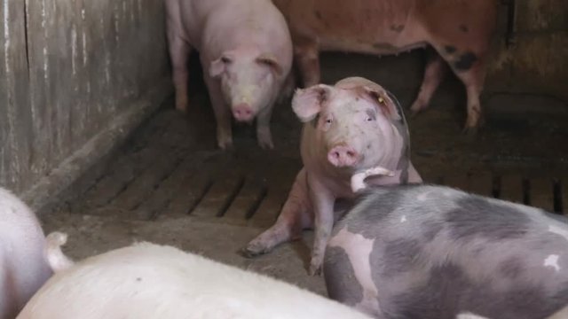 Sleepy pig in the pigpen