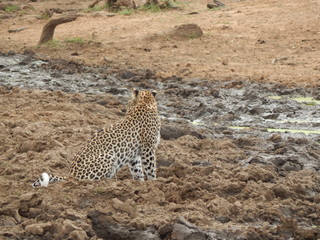 South African wildlife