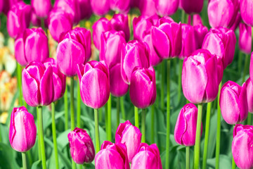 Fototapeta premium Pink tulip in the field