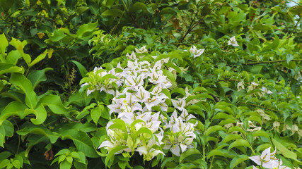 white flower in the park