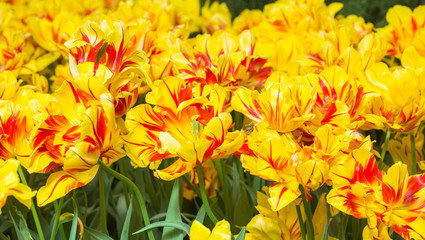tulip yellow flowers, park Keukenhof