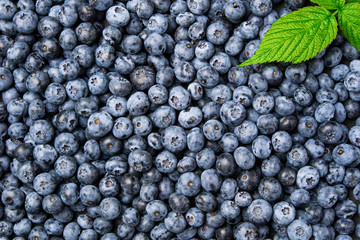 Fresh blueberry background. Texture blueberry berries with green leaf top view