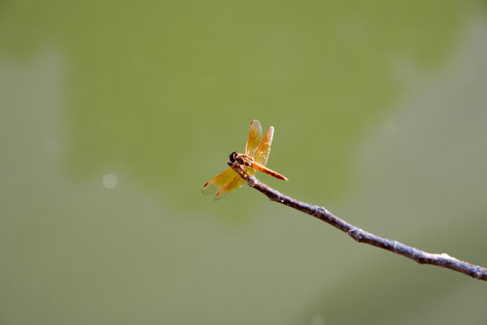Close up dragonfly bug on branch and water river background