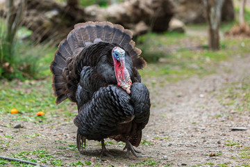 Male turkeys strutting in orange garden on Crete, Greece © Patryk Kosmider