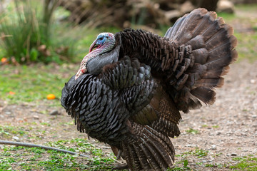 Male turkeys strutting in orange garden on Crete, Greece © Patryk Kosmider