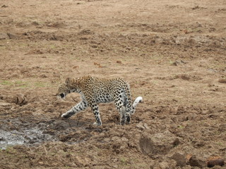 South African wildlife
