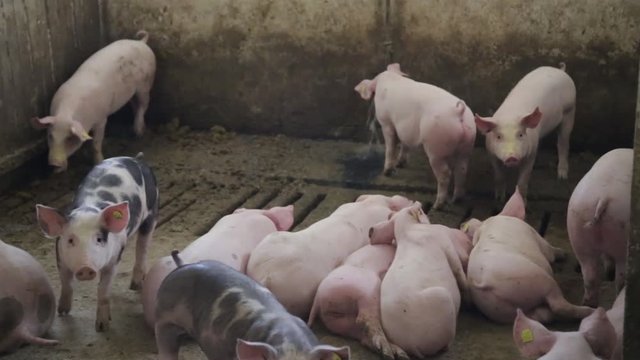 Farm pigs livestock breeding