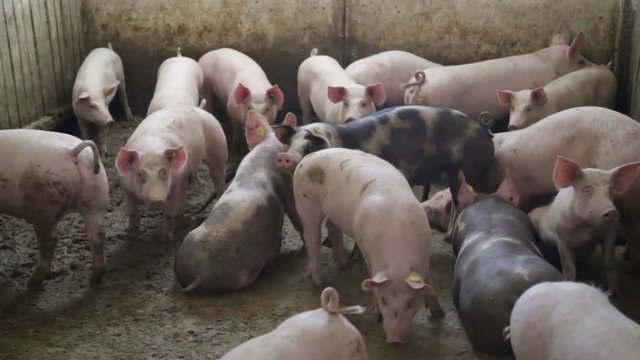 Pig farm husbandry