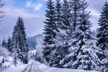 Christmas winter landscape, spruce and pine trees covered in snow on a mountain road