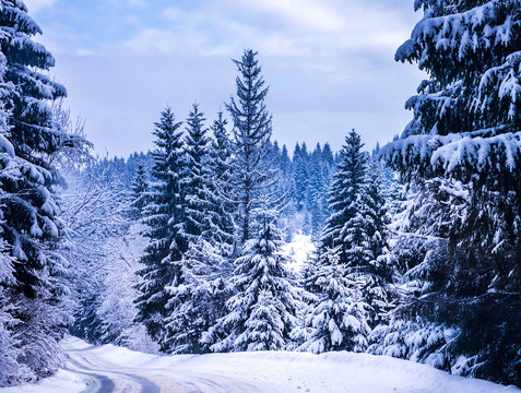 Fototapeta Christmas winter landscape, spruce and pine trees covered in snow on a mountain road