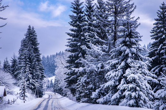 Fototapeta Christmas winter landscape, spruce and pine trees covered in snow on a mountain road