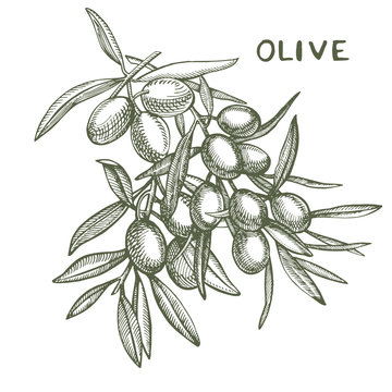 A branch of ripe olives is juicy poured with oil. Farmers market menu design. Organic food poster. Vintage hand drawn sketch vector illustration. Linear graphic.