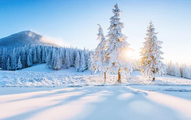 Buntes Winterpanorama in den Karpaten. Tannenbäume bedeckten frischen Schnee am frostigen Morgen, der das erste Sonnenlicht glühte