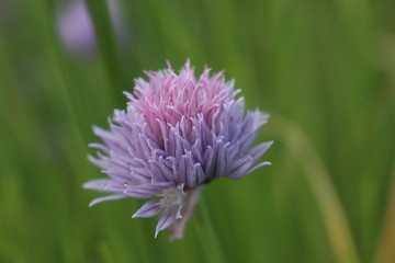 紫のふわふわした花