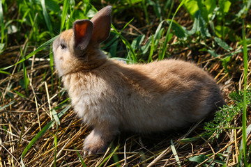 Naklejka na ściany i meble Red-haired rabbit on the farm. Red-haired hare on the grass in nature