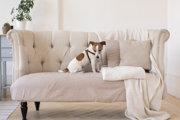 Dog Jack Russell Terrier sits on the couch and looks at the camera. Horizontal indoors shot of light interior with small couch.