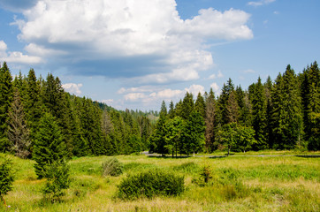 Beautiful trees in the mountains. Green grass and hot sun. Summer season
