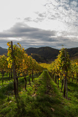 Fototapeta na wymiar Auf dem Rotweinwanderweg im Ahrtal im Herbst