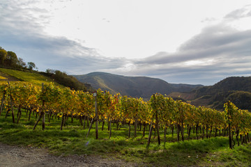 Fototapeta premium Auf dem Rotweinwanderweg im Ahrtal im Herbst