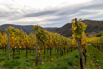Fototapeta na wymiar Weinreben auf dem Rotweinwanderweg im Ahrtal im Herbst