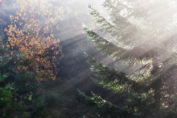 Fototapeta premium Beautiful morning fog and sunbeams in the autumn pine forest