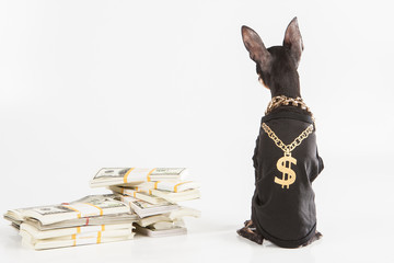 Millionaire with dollars. A dog guards money.